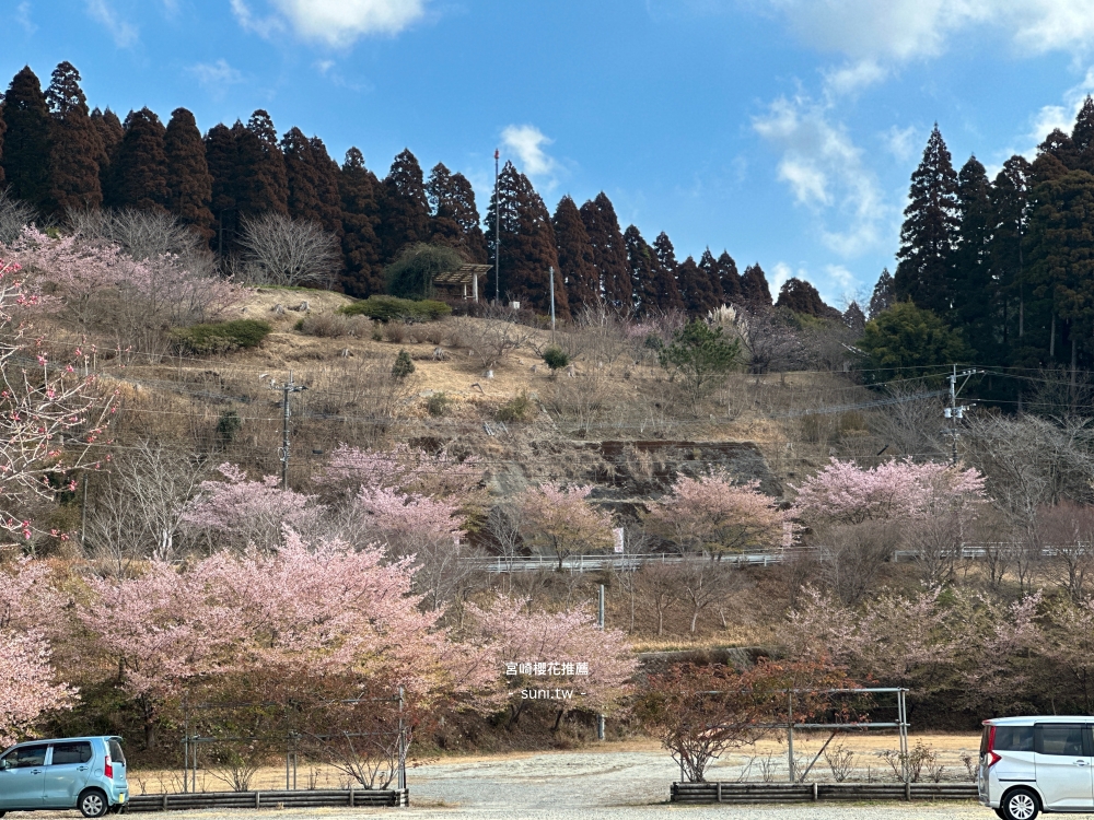 宮崎賞櫻景點｜道の駅酒谷櫻花。秘境賞櫻在地農產品＋粉色山谷一次收集