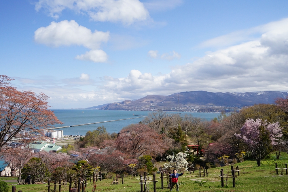 小樽櫻花景點推薦｜手宮公園。山景海景還有700株櫻花