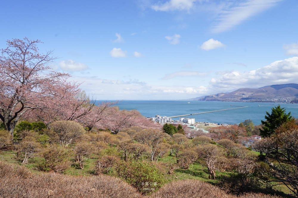 小樽櫻花景點推薦｜手宮公園。山景海景還有700株櫻花