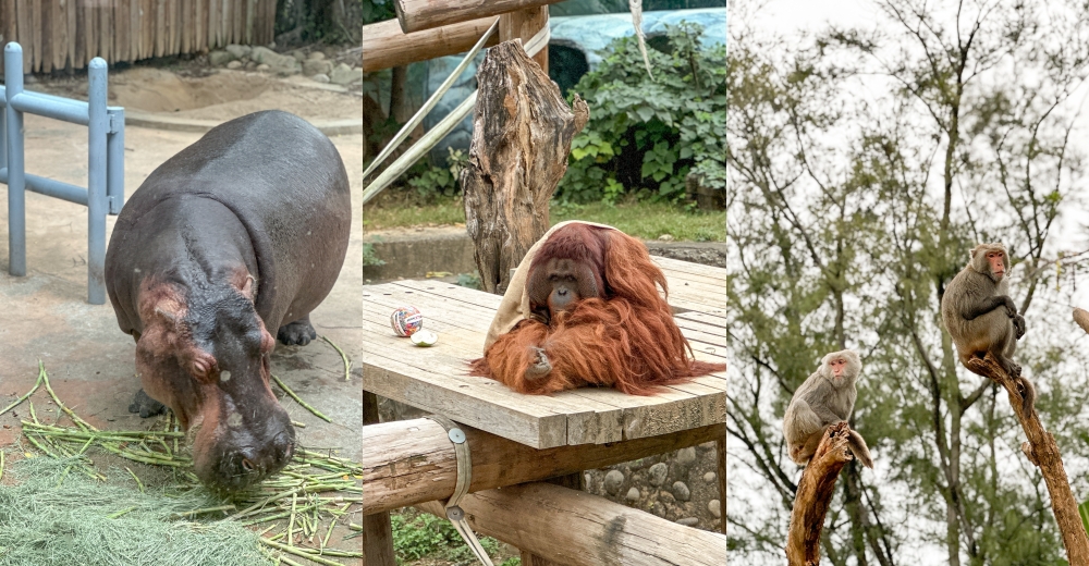 新竹市立動物園｜紅毛猩猩、馬來熊、河馬(交通票價) @欣晴。美食旅遊生活分享