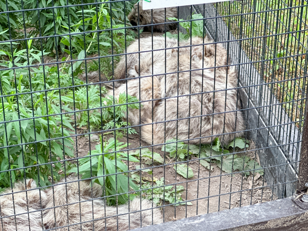 旭山動物園｜北海道旭川景點。近距離看可愛北極熊、企鵝餵食秀(門票/地圖/推薦動線)
