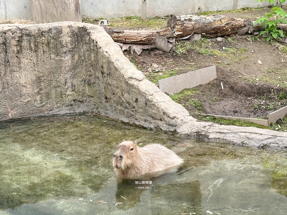 旭山動物園|北海道旭川景點。近距離看可愛北極熊、企鵝餵食秀(門票/地圖/推薦動線) 旭山動物園|北海道旭川景點。近距離看可愛北極熊、企鵝餵食秀(門票/地圖/推薦動線)