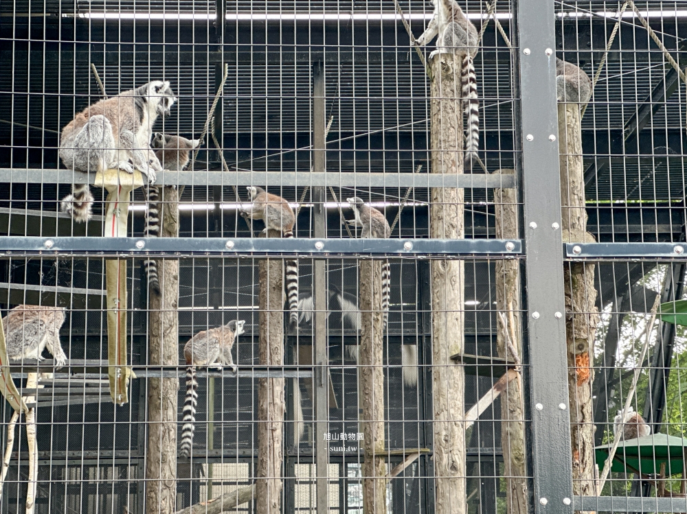旭山動物園｜北海道旭川景點。近距離看可愛北極熊、企鵝餵食秀(門票/地圖/推薦動線)