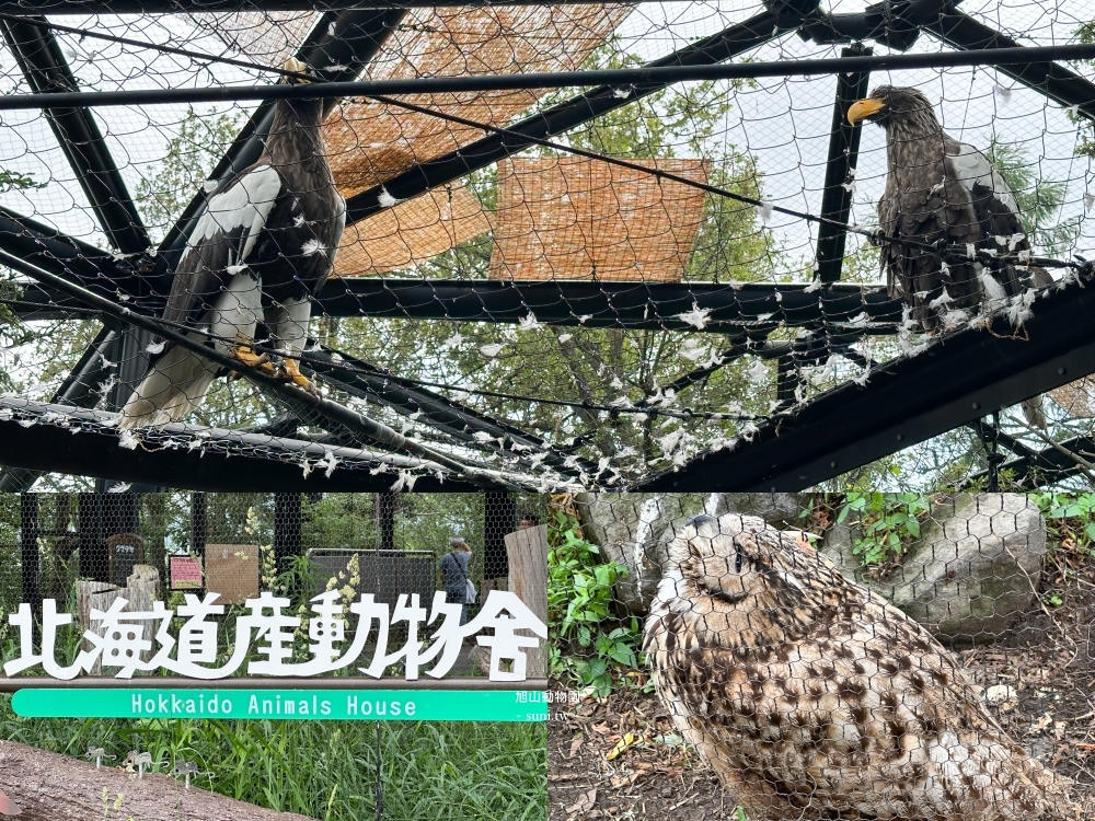 旭山動物園|北海道旭川景點。近距離看可愛北極熊、企鵝餵食秀(門票/地圖/推薦動線) 旭山動物園|北海道旭川景點。近距離看可愛北極熊、企鵝餵食秀(門票/地圖/推薦動線)