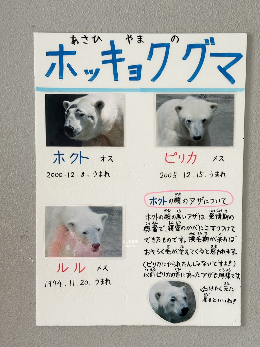 旭山動物園|北海道旭川景點。近距離看可愛北極熊、企鵝餵食秀(門票/地圖/推薦動線) 旭山動物園|北海道旭川景點。近距離看可愛北極熊、企鵝餵食秀(門票/地圖/推薦動線)