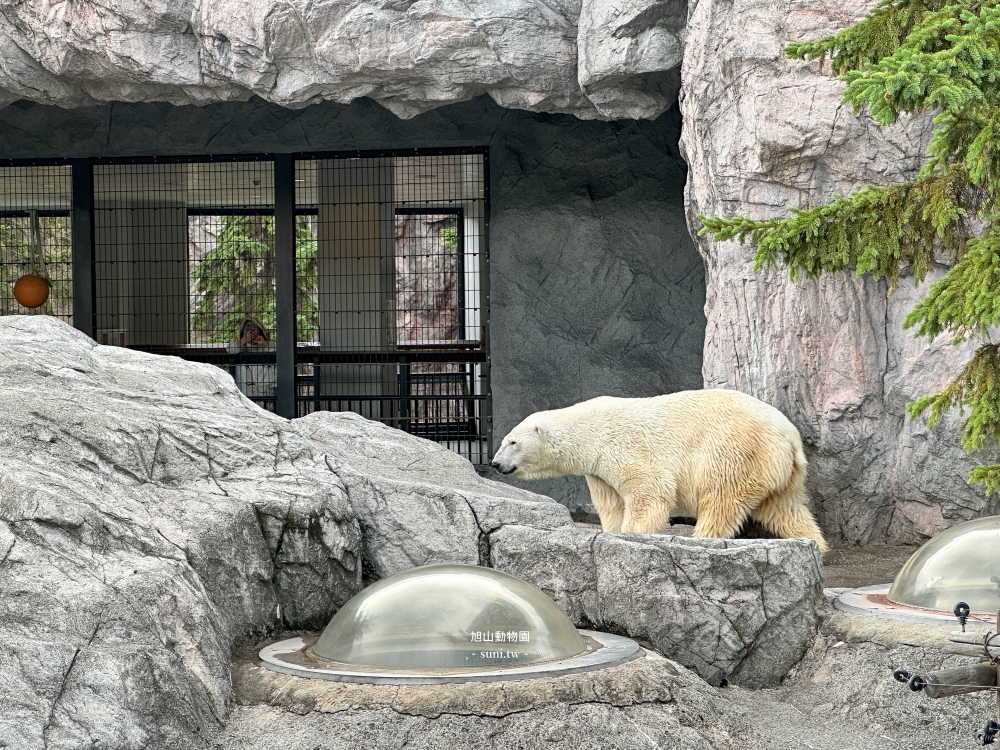 旭山動物園|北海道旭川景點。近距離看可愛北極熊、企鵝餵食秀(門票/地圖/推薦動線) 旭山動物園|北海道旭川景點。近距離看可愛北極熊、企鵝餵食秀(門票/地圖/推薦動線)