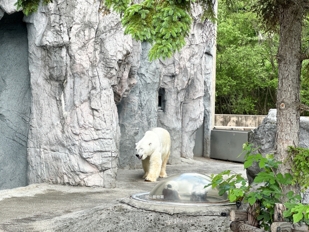 旭山動物園｜北海道旭川景點。近距離看可愛北極熊、企鵝餵食秀(門票/地圖/推薦動線)