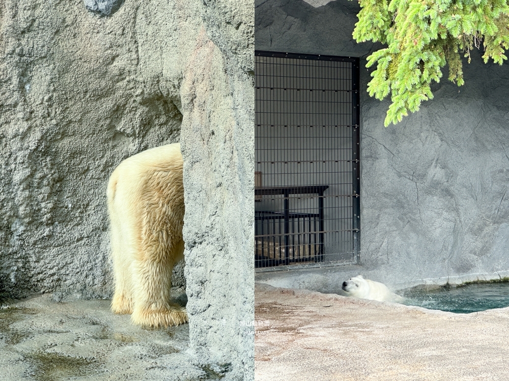 旭山動物園|北海道旭川景點。近距離看可愛北極熊、企鵝餵食秀(門票/地圖/推薦動線) 旭山動物園|北海道旭川景點。近距離看可愛北極熊、企鵝餵食秀(門票/地圖/推薦動線)