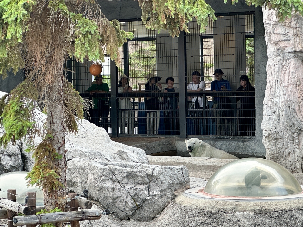旭山動物園|北海道旭川景點。近距離看可愛北極熊、企鵝餵食秀(門票/地圖/推薦動線) 旭山動物園|北海道旭川景點。近距離看可愛北極熊、企鵝餵食秀(門票/地圖/推薦動線)