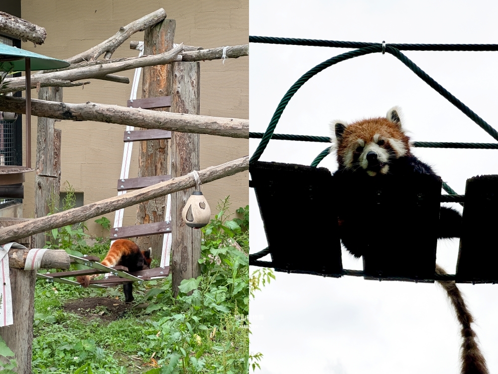 旭山動物園|北海道旭川景點。近距離看可愛北極熊、企鵝餵食秀(門票/地圖/推薦動線) 旭山動物園|北海道旭川景點。近距離看可愛北極熊、企鵝餵食秀(門票/地圖/推薦動線)
