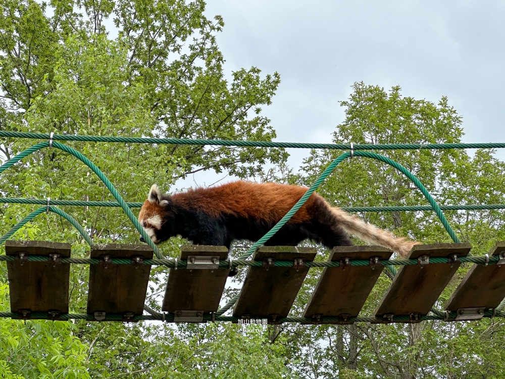 旭山動物園｜北海道旭川景點。近距離看可愛北極熊、企鵝餵食秀(門票/地圖/推薦動線)