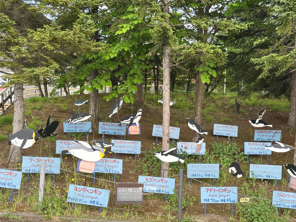旭山動物園|北海道旭川景點。近距離看可愛北極熊、企鵝餵食秀(門票/地圖/推薦動線) 旭山動物園|北海道旭川景點。近距離看可愛北極熊、企鵝餵食秀(門票/地圖/推薦動線)
