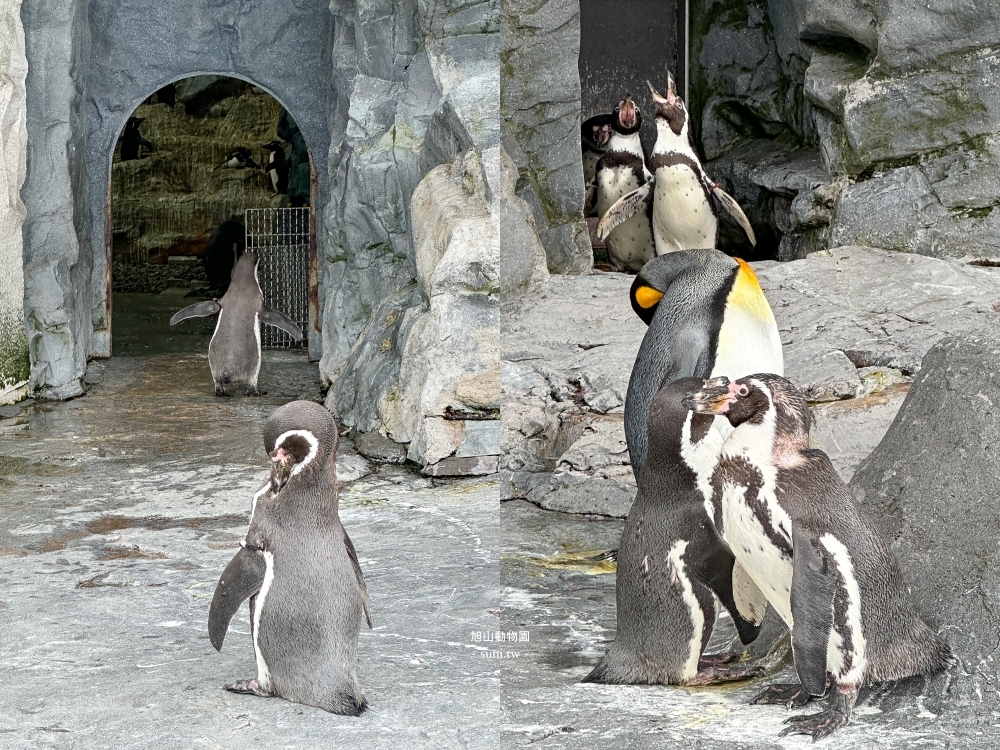 旭山動物園|北海道旭川景點。近距離看可愛北極熊、企鵝餵食秀(門票/地圖/推薦動線) 旭山動物園|北海道旭川景點。近距離看可愛北極熊、企鵝餵食秀(門票/地圖/推薦動線)