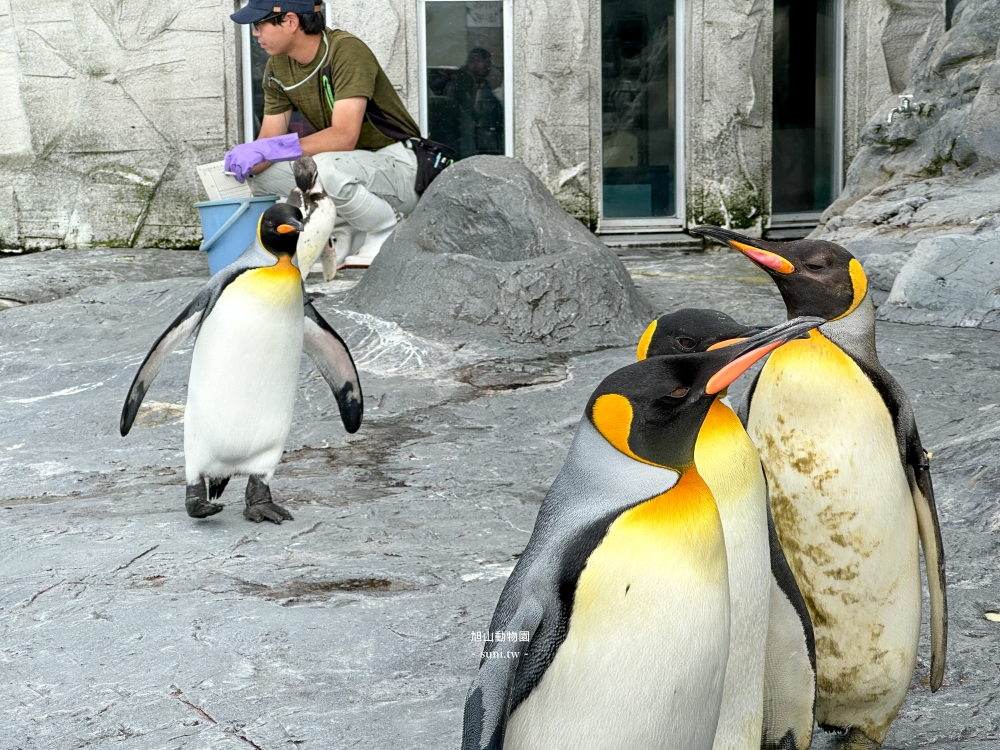 旭山動物園|北海道旭川景點。近距離看可愛北極熊、企鵝餵食秀(門票/地圖/推薦動線) 旭山動物園|北海道旭川景點。近距離看可愛北極熊、企鵝餵食秀(門票/地圖/推薦動線)