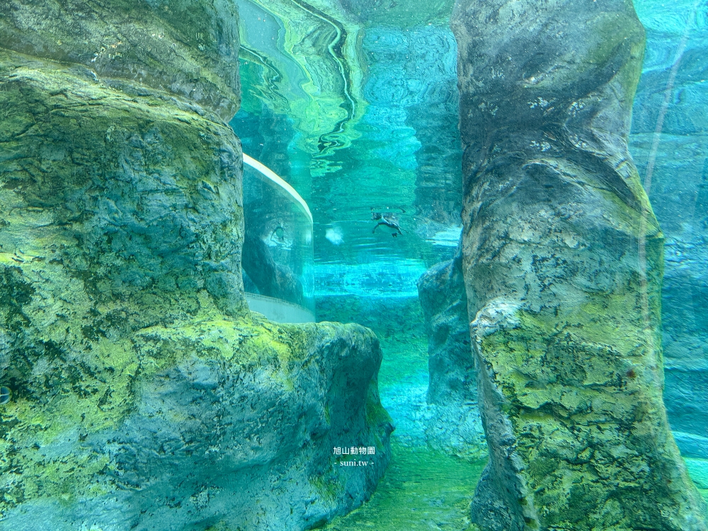 旭山動物園｜北海道旭川景點。近距離看可愛北極熊、企鵝餵食秀(門票/地圖/推薦動線)