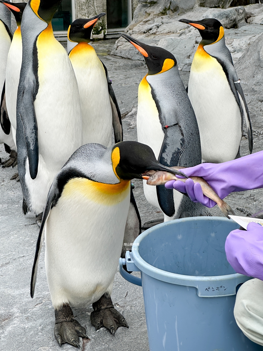 旭山動物園|北海道旭川景點。近距離看可愛北極熊、企鵝餵食秀(門票/地圖/推薦動線) 旭山動物園|北海道旭川景點。近距離看可愛北極熊、企鵝餵食秀(門票/地圖/推薦動線)