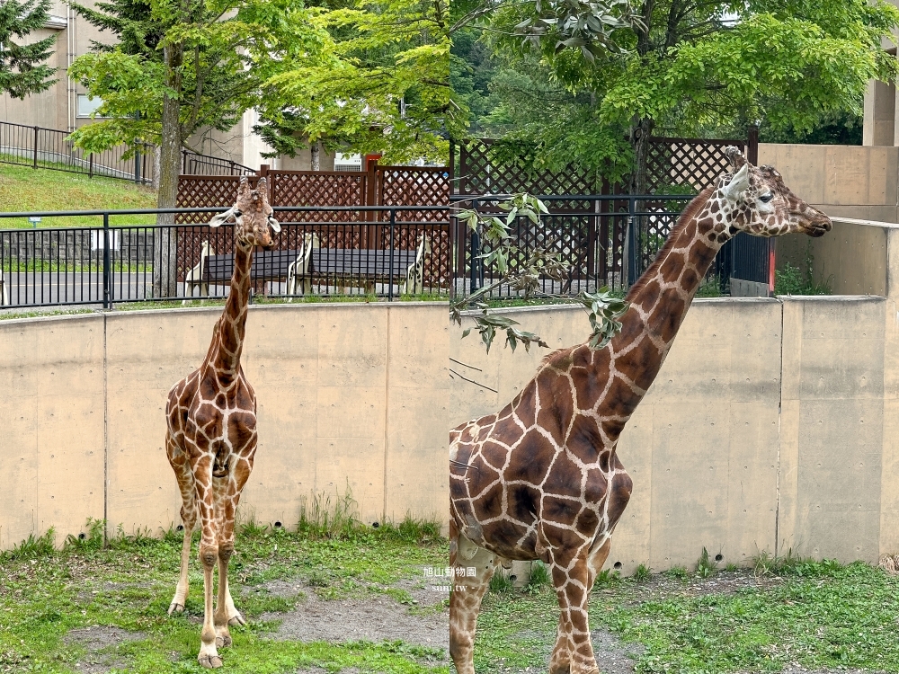 旭山動物園｜北海道旭川景點。近距離看可愛北極熊、企鵝餵食秀(門票/地圖/推薦動線)