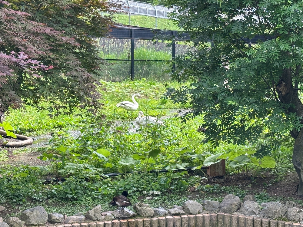 旭山動物園|北海道旭川景點。近距離看可愛北極熊、企鵝餵食秀(門票/地圖/推薦動線) 旭山動物園|北海道旭川景點。近距離看可愛北極熊、企鵝餵食秀(門票/地圖/推薦動線)