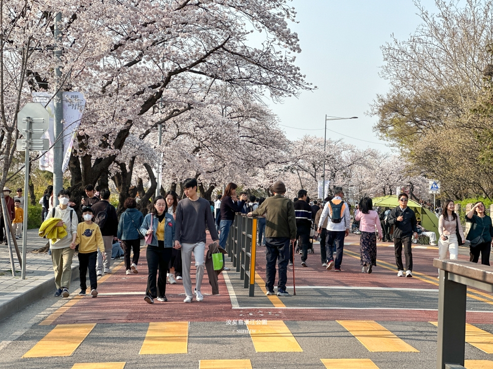 汝矣島漢江公園｜首爾櫻花景點。地鐵旁交通便利~櫻花盛開封路