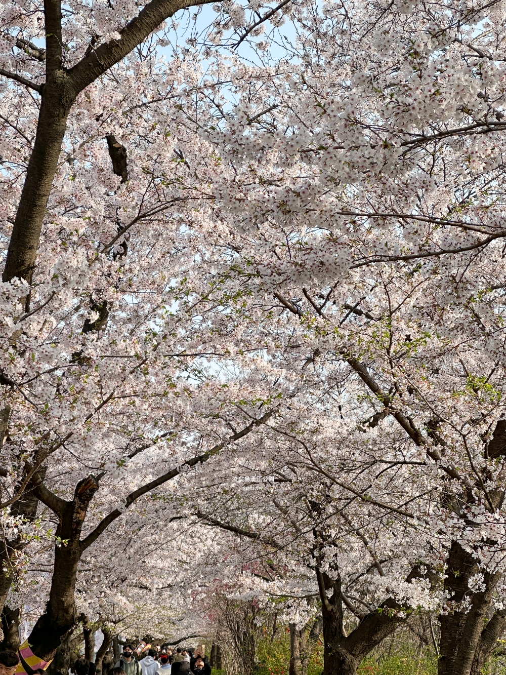 汝矣島漢江公園｜首爾櫻花景點。地鐵旁交通便利~櫻花盛開封路