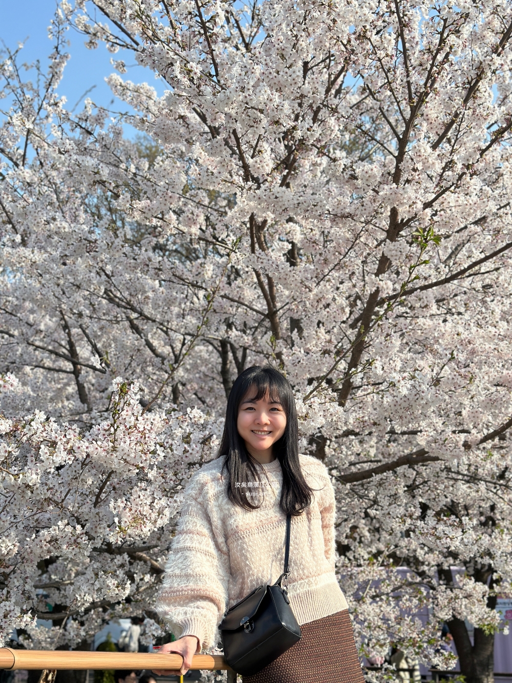 汝矣島漢江公園｜首爾櫻花景點。地鐵旁交通便利~櫻花盛開封路