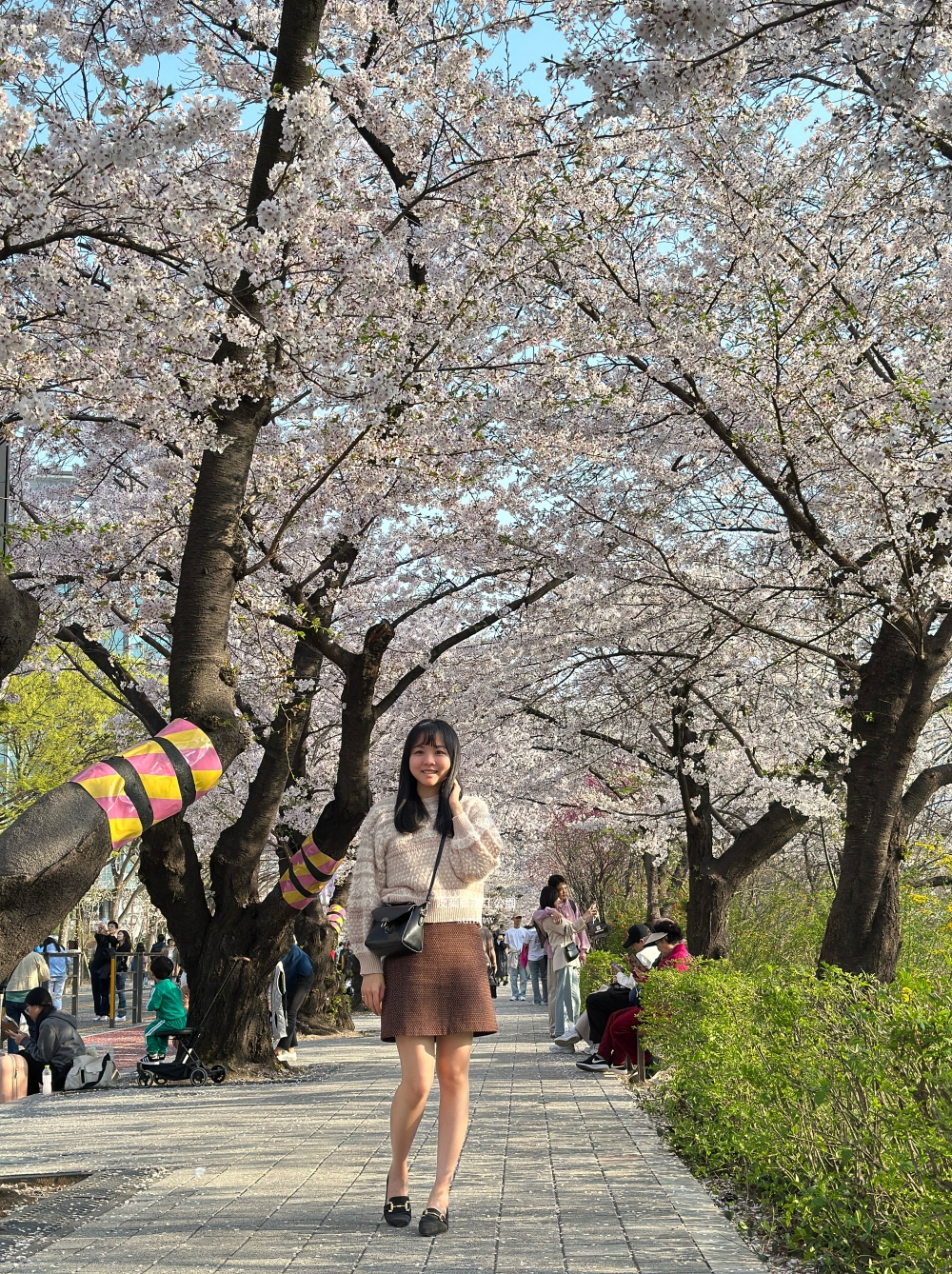 汝矣島漢江公園｜首爾櫻花景點。地鐵旁交通便利~櫻花盛開封路