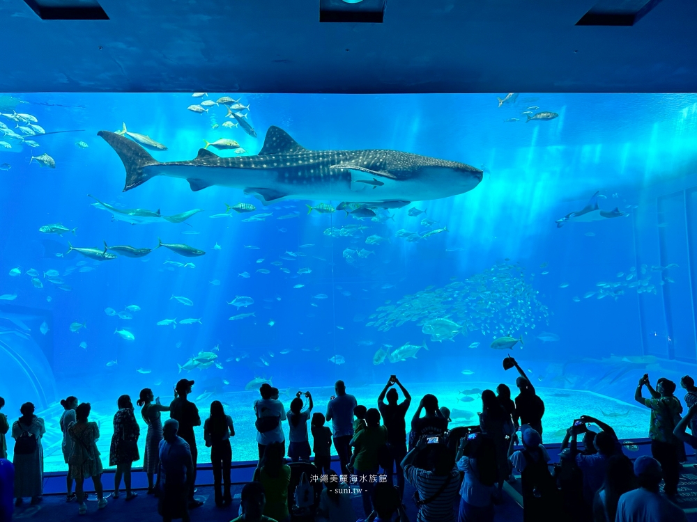 沖繩景點推薦｜美麗海水族館。大鯨鯊、海豚餵食秀(地圖/交通/門票介紹)
