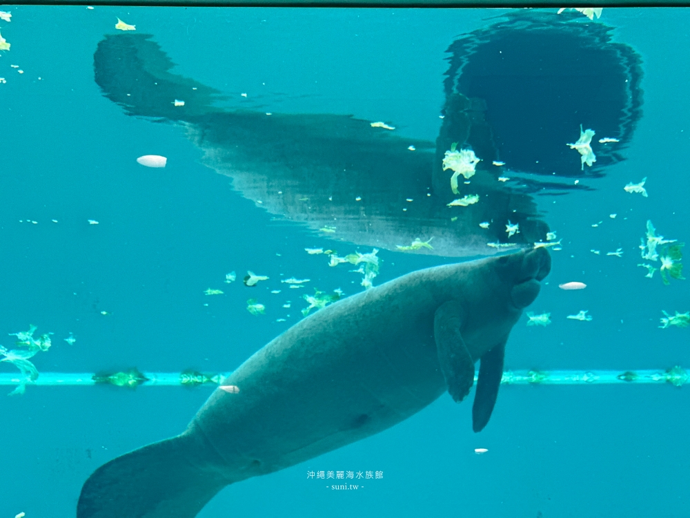 沖繩景點推薦｜美麗海水族館。大鯨鯊、海豚餵食秀(地圖/交通/門票介紹)