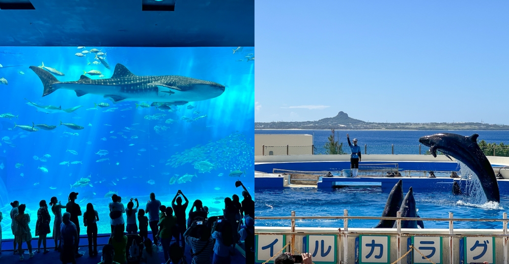 沖繩景點推薦｜美麗海水族館。大鯨鯊、海豚餵食秀(地圖/交通/門票介紹) @欣晴。美食旅遊生活分享