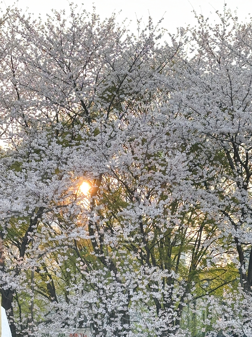 良才川櫻花路|首爾櫻花景點推薦。地鐵良才市民之林站旁~江南附近櫻花 良才川櫻花路|首爾櫻花景點推薦。地鐵良才市民之林站旁~江南附近櫻花