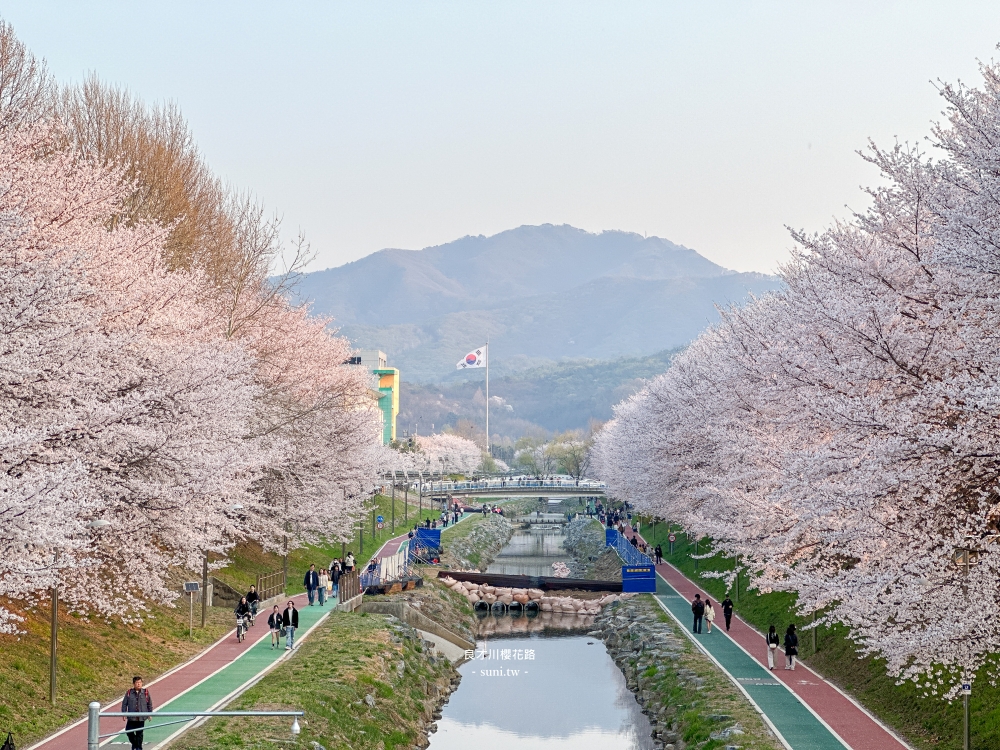 良才川櫻花路｜首爾櫻花景點推薦。地鐵良才市民之林站旁~江南附近櫻花