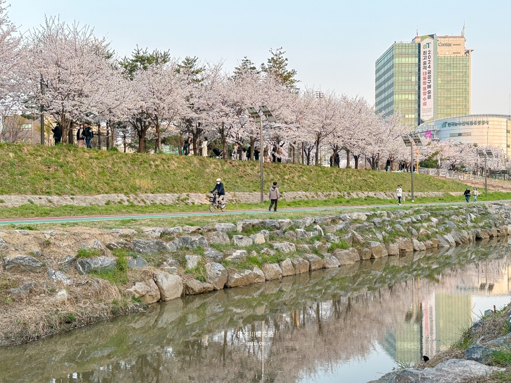良才川櫻花路|首爾櫻花景點推薦。地鐵良才市民之林站旁~江南附近櫻花 良才川櫻花路|首爾櫻花景點推薦。地鐵良才市民之林站旁~江南附近櫻花