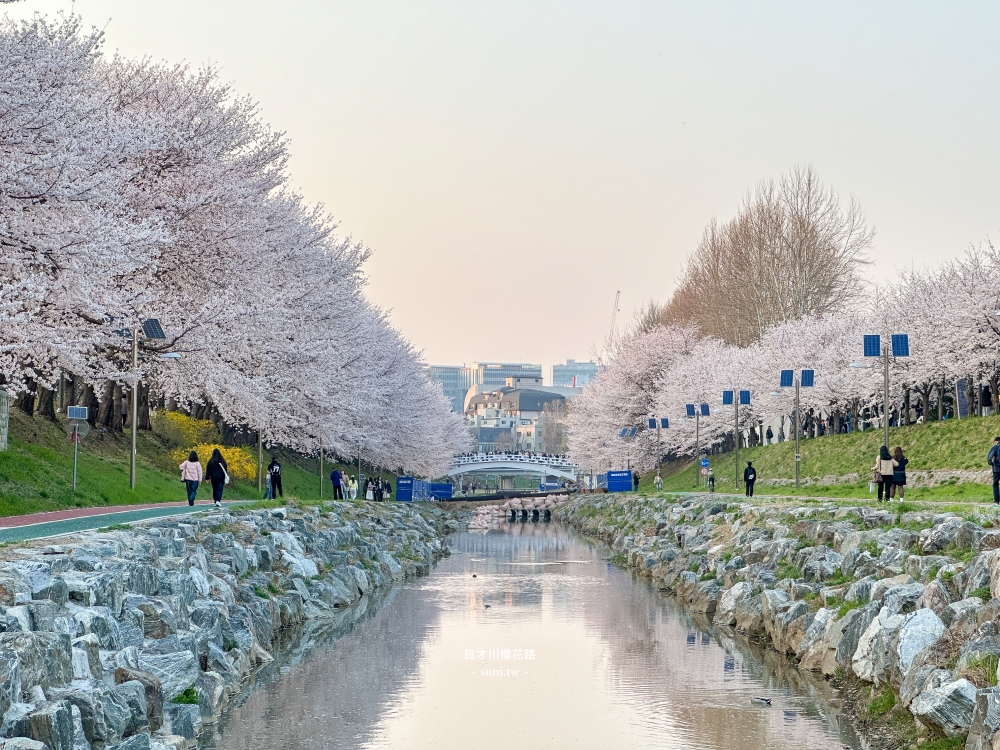 良才川櫻花路|首爾櫻花景點推薦。地鐵良才市民之林站旁~江南附近櫻花 良才川櫻花路|首爾櫻花景點推薦。地鐵良才市民之林站旁~江南附近櫻花