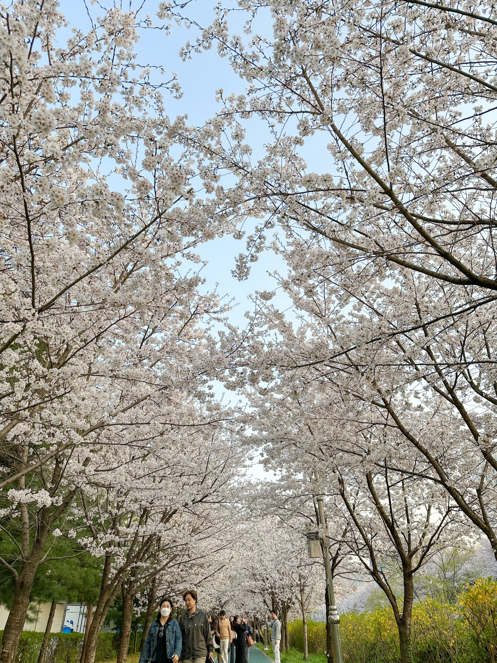 良才川櫻花路|首爾櫻花景點推薦。地鐵良才市民之林站旁~江南附近櫻花 良才川櫻花路|首爾櫻花景點推薦。地鐵良才市民之林站旁~江南附近櫻花