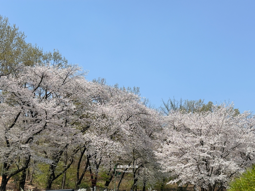 首爾兒童大公園|市區必去櫻花景點。免費動物園、植物園~ 首爾兒童大公園|市區必去櫻花景點。免費動物園、植物園~