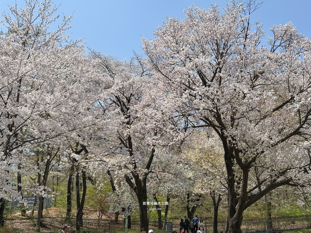 首爾兒童大公園|市區必去櫻花景點。免費動物園、植物園~ 首爾兒童大公園|市區必去櫻花景點。免費動物園、植物園~