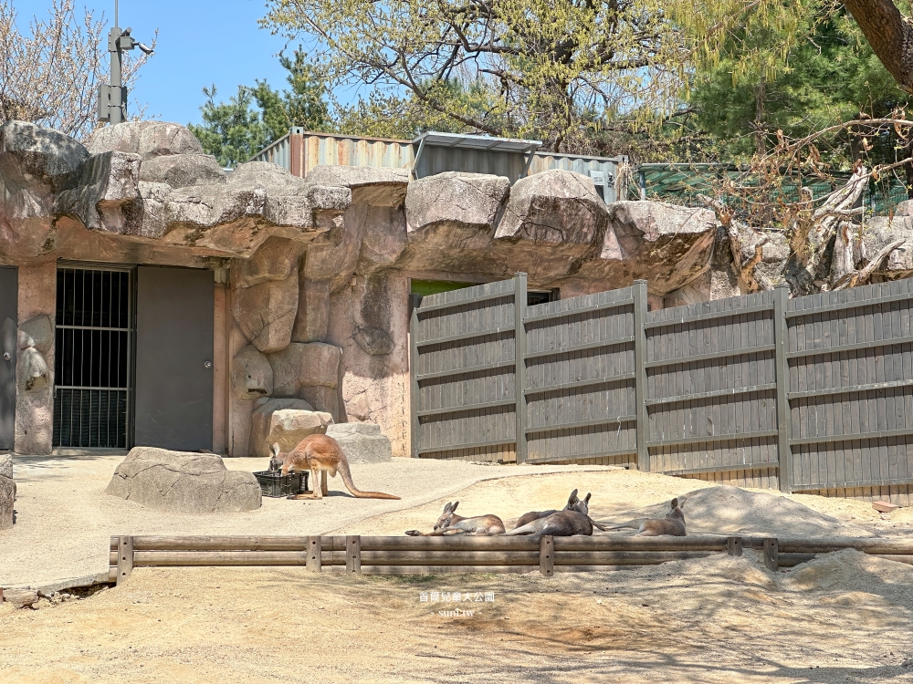 首爾兒童大公園|市區必去櫻花景點。免費動物園、植物園~ 首爾兒童大公園|市區必去櫻花景點。免費動物園、植物園~