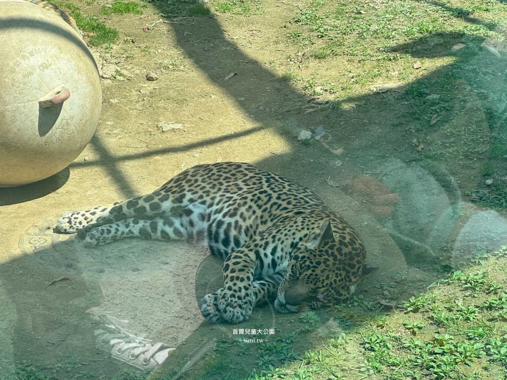 首爾兒童大公園|市區必去櫻花景點。免費動物園、植物園~ 首爾兒童大公園|市區必去櫻花景點。免費動物園、植物園~