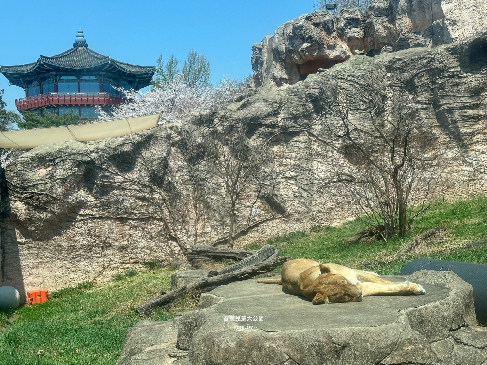 首爾兒童大公園|市區必去櫻花景點。免費動物園、植物園~ 首爾兒童大公園|市區必去櫻花景點。免費動物園、植物園~