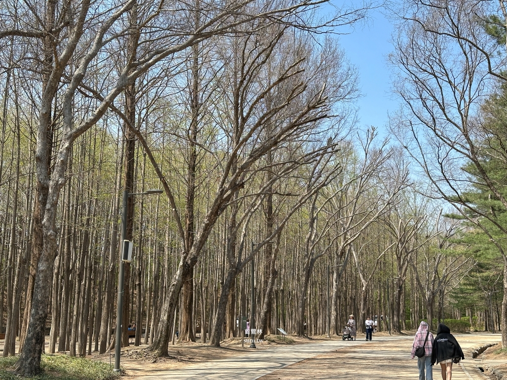 首爾林必去！賞櫻花、免費看梅花鹿，首爾林站步行即到