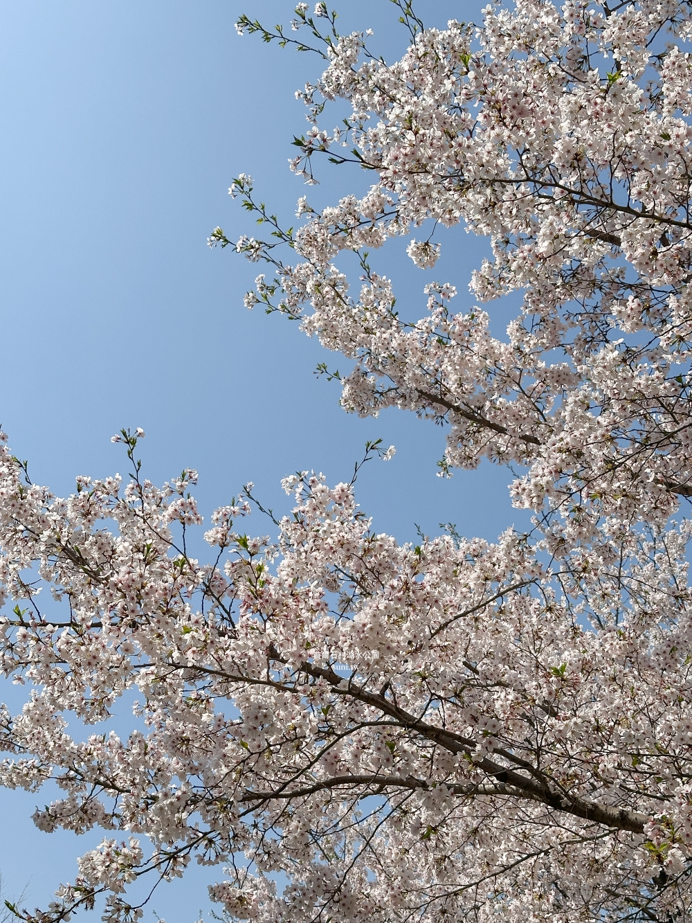 石村湖水公園｜首爾必去櫻花景點。樂天世界樂園城堡、首爾最高塔Seoul Sky