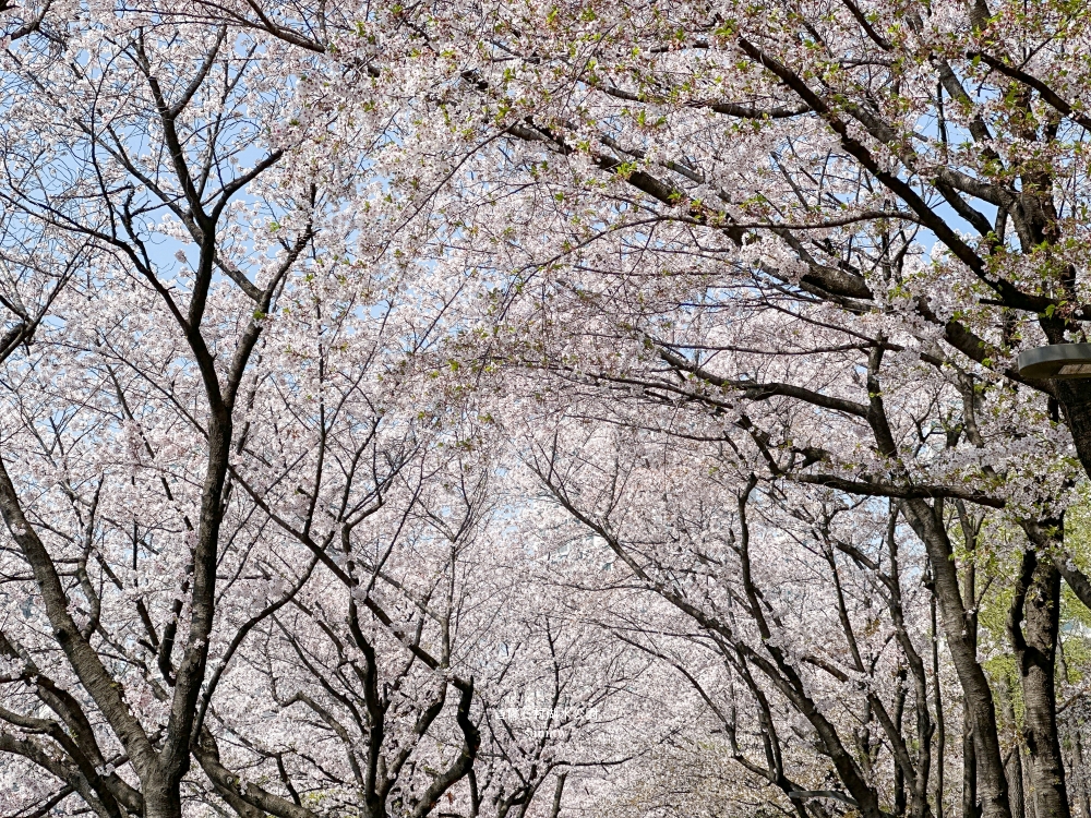 石村湖水公園｜首爾必去櫻花景點。樂天世界樂園城堡、首爾最高塔Seoul Sky