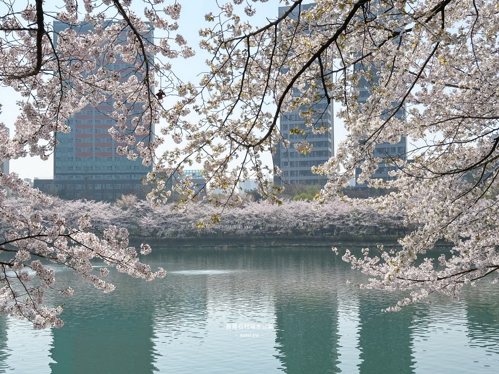 石村湖水公園｜首爾必去櫻花景點。樂天世界樂園城堡、首爾最高塔Seoul Sky