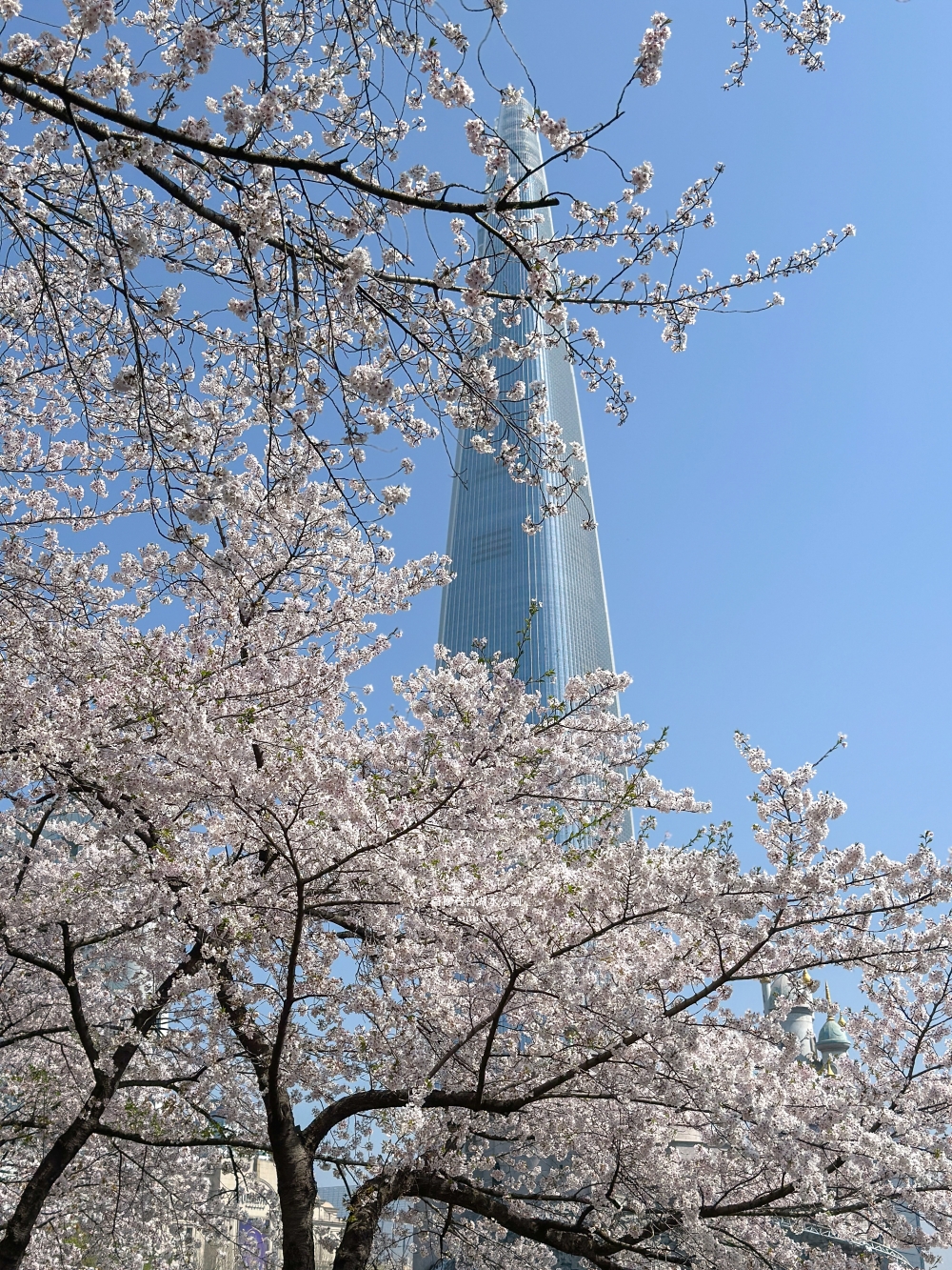 石村湖水公園｜首爾必去櫻花景點。樂天世界樂園城堡、首爾最高塔Seoul Sky