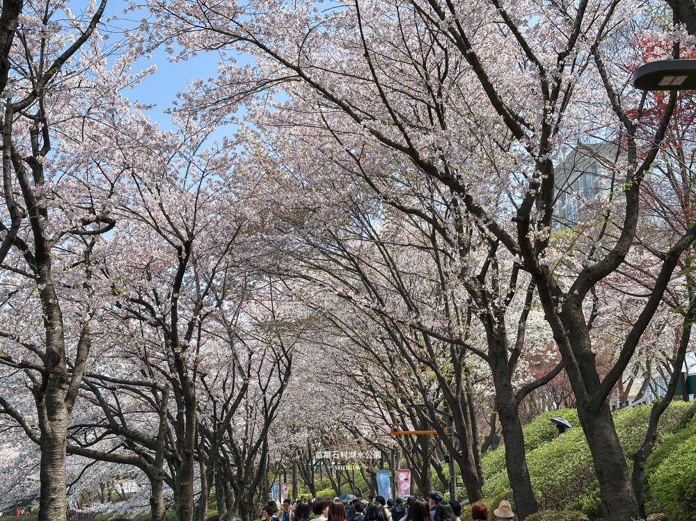 石村湖水公園｜首爾必去櫻花景點。樂天世界樂園城堡、首爾最高塔Seoul Sky