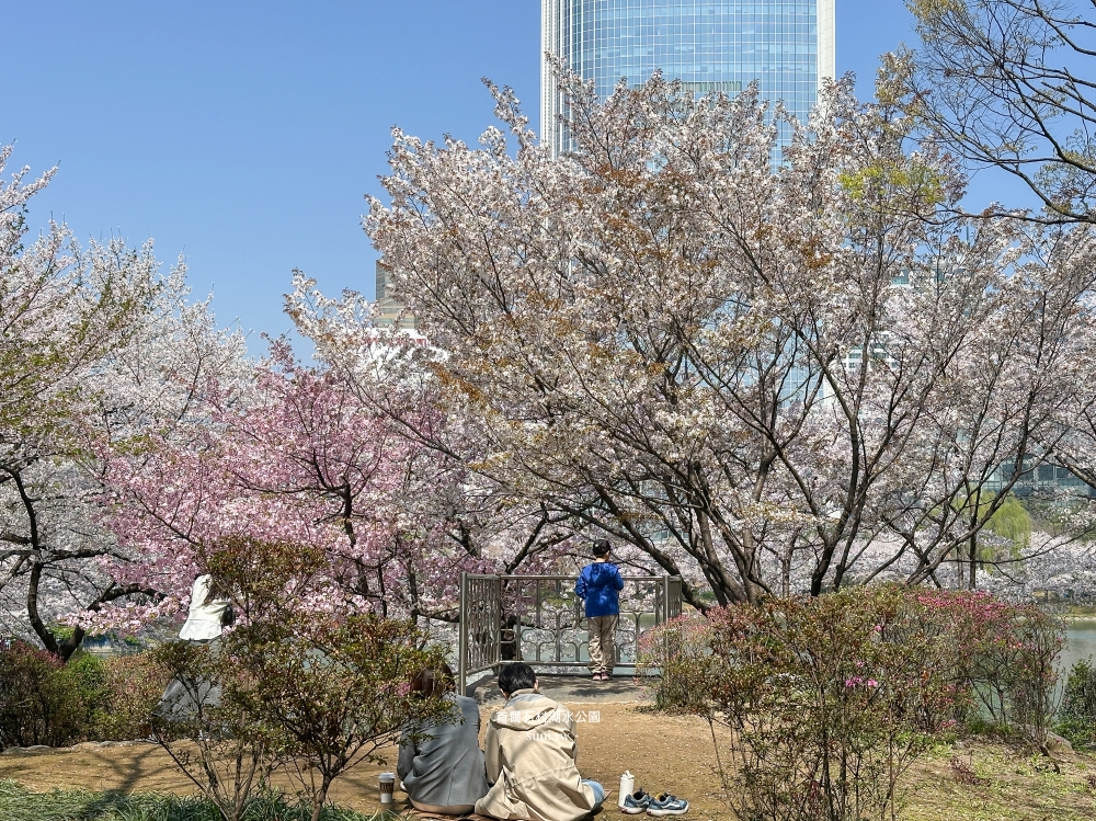石村湖水公園｜首爾必去櫻花景點。樂天世界樂園城堡、首爾最高塔Seoul Sky