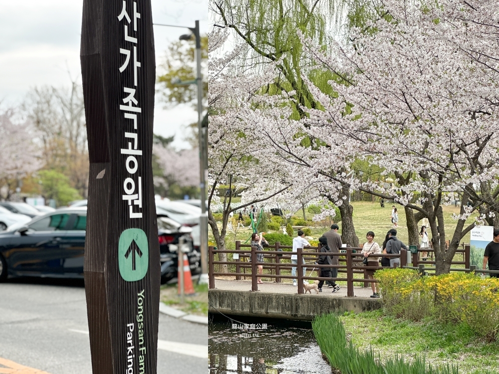 龍山家族公園｜首爾櫻花景點。優哉漫步的櫻吹雪景點
