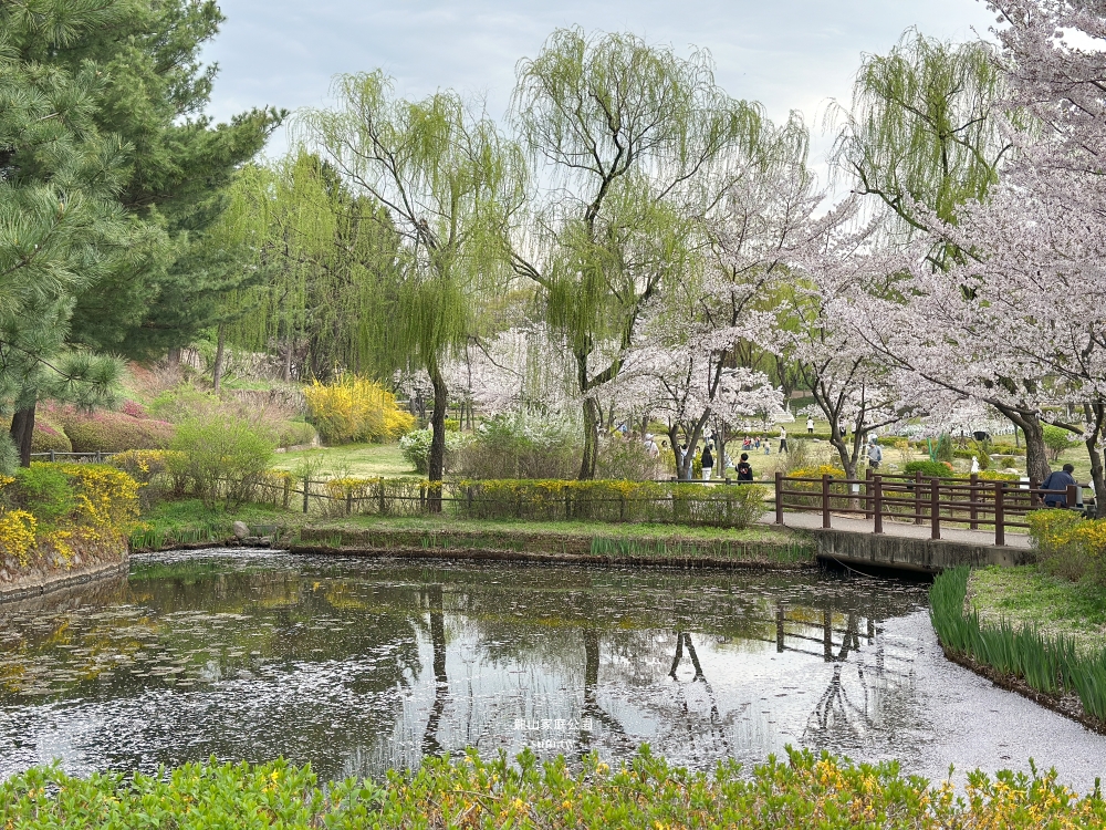 龍山家族公園｜首爾櫻花景點。優哉漫步的櫻吹雪景點