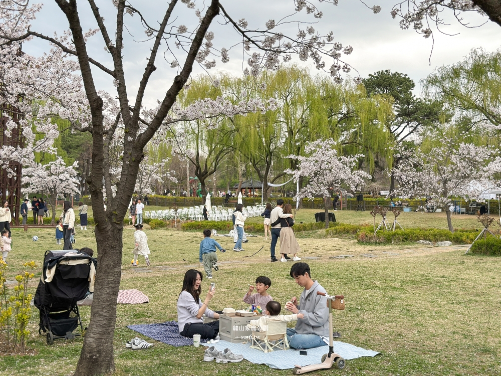 龍山家族公園｜首爾櫻花景點。優哉漫步的櫻吹雪景點
