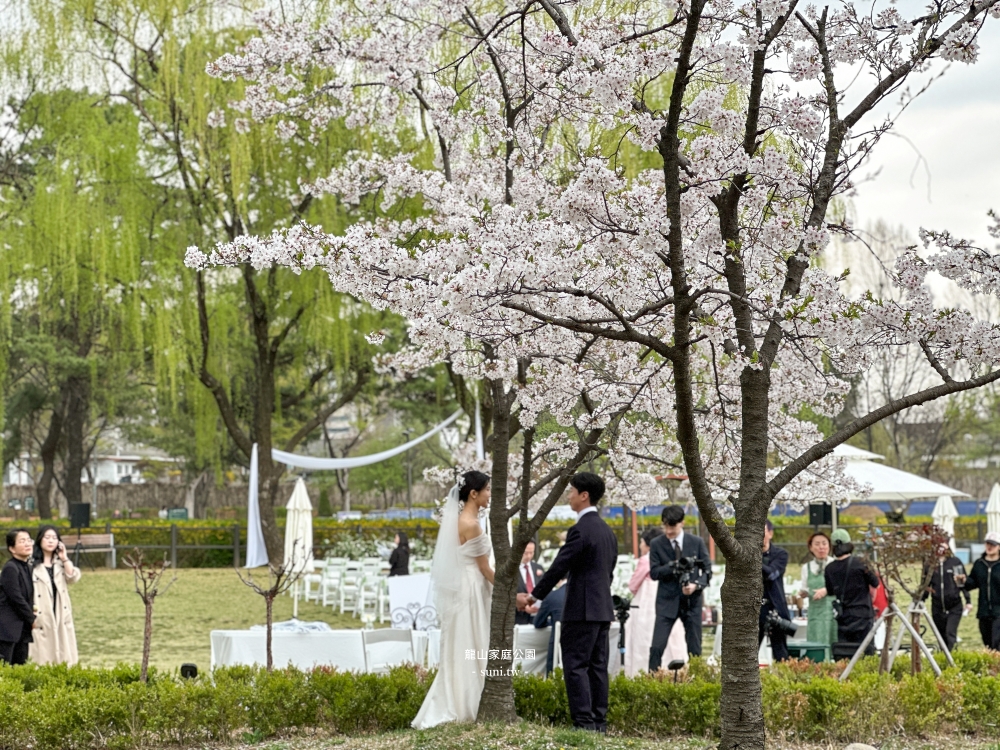 龍山家族公園｜首爾櫻花景點。優哉漫步的櫻吹雪景點